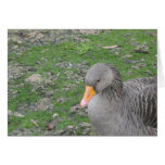 What's good for the goose greeting card