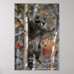 What's Up Raccoon Posters