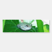 What's Up, Tree Frog Bumper Stickers