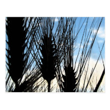 wheat and sky 2012 postcards