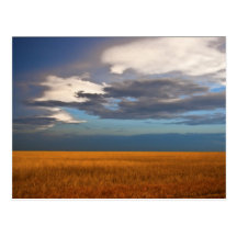 Wheat Field Fine Oil Painting Post Card