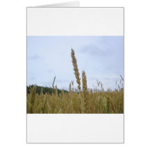 Wheat Plant Cards