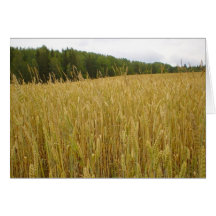 Wheat Plants Greeting Card