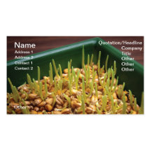 Wheat sprouts business card template