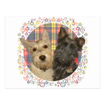 Wheaten & Black Scotties on Tartan Postcards