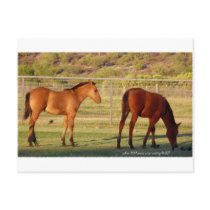When Did Horses Start Eating Birds? Post Card
