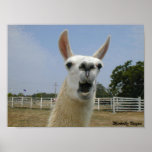 When Llamas Attack Poster