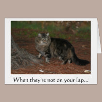 When they're not on your lap... cards