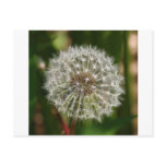 Where Ever the Wind Blows Post Cards