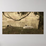 Where Sleeping Ducks Lie Print