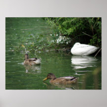 Where Sleeping Ducks Lie Print
