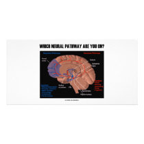 Which Neural Pathway Are You On?
