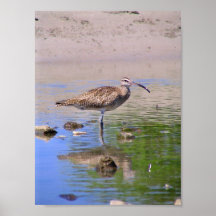 Whimbrel Poster