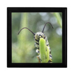 Whimsical Young Monarch Butterfly Caterpillar Gift Box