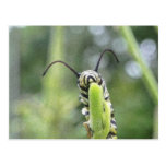 Whimsical Young Monarch Butterfly Caterpillar Postcards