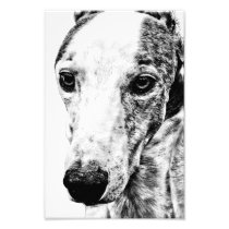 WHIPPET PHOTOGRAPHIC PRINT