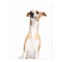 Whippet Post Cards