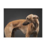 Whippet Post Cards