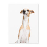 Whippet Post Cards