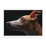 Whippet Post Card