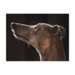 Whippet Postcard