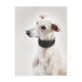 Whippet Post Cards