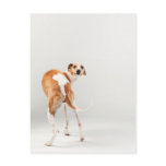 Whippet Postcards