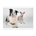 Whippet with a border collie postcards