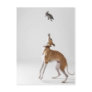 Whippet with a toy postcard