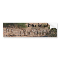 Whiskers Bumper Sticker