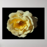 Whisky Mac Rose  Print