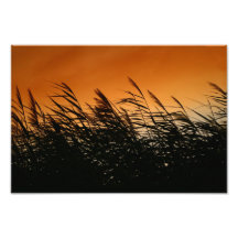 Whispering Reeds At Smokey Sunset Photograph