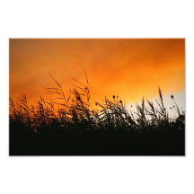 Whispering Reeds Photo