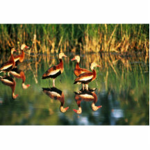 Whistling Duck Photo Cut Outs