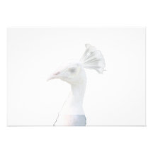 White albino peacock head cutout announcement