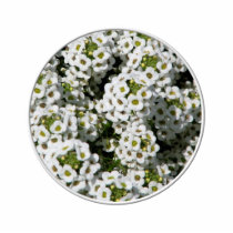 White Alyssum Photo Cutouts