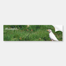 White American robin Bumper Sticker