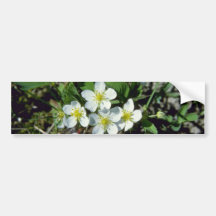 white American Strawberry (Fragaria Vesca Var. Ame Bumper Sticker