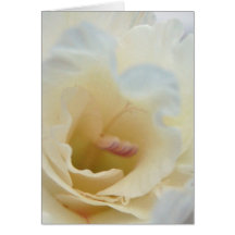 White and Cream Card