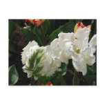 White and Green Tulip postcards