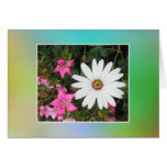 White and pink flowers. cards