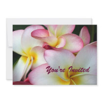 White and Pink Plumeria