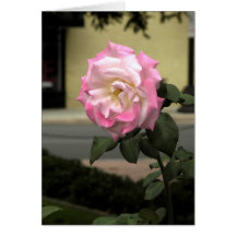 White and Pink Rose Card