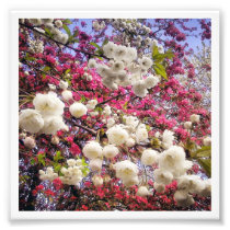 White and pink spring blossom in Wales Photograph