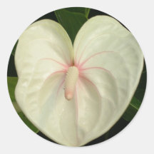 White and Pink Tropical Anthurium Stickers