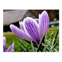 White and Purple Crocus Flowers Post Card
