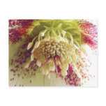 White And Purple Hellebore postcards