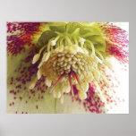 White And Purple Hellebore Poster