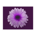 White and Purple Marigold Postcard