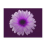White and Purple Marigold Postcard